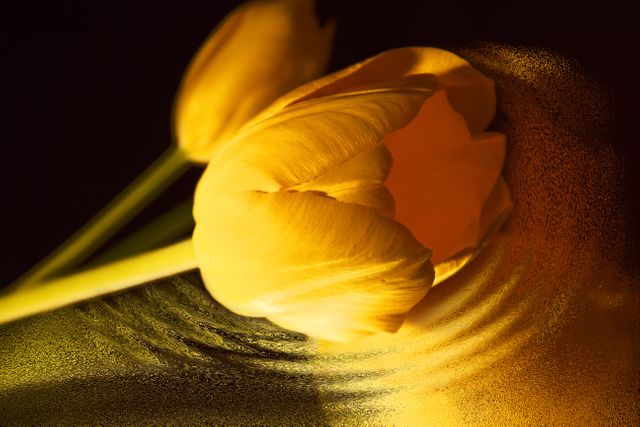 Yellow tulip captured in close-up with creative lighting and artistic effects. Useful for nature and floral content, botanical illustrations, or as decorative backgrounds.