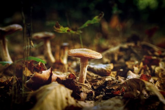 Wild mushrooms growing among fallen leaves in an autumn forest. Suitable for use in nature-related articles, foraging guides, seasonal and environmental blogs, and educational materials about fungi.