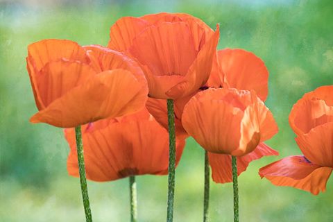 Vibrant Orange Poppy Cluster Close-Up Showing Delicate Petals and Green Stems