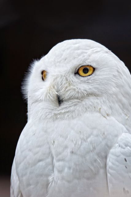 Ideal for use in wildlife documentaries, nature guides, educational materials about birds of prey, or artistic features in magazines or blogs about Arctic wildlife. This captivating image captures the fierce beauty and detailed features of the snowy owl, showcasing its yellow eyes and white plumage.