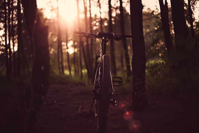 Mountain Bike Parked in Forest at Sunset - Download Free Stock Photos Pikwizard.com