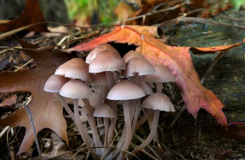 Wild Mushrooms Growing Among Autumn Leaves