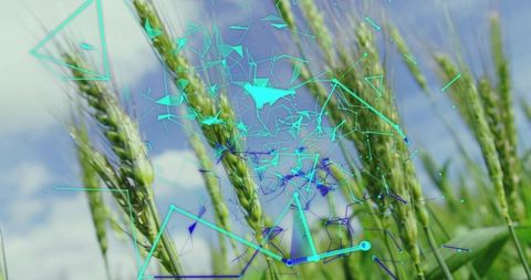 Digital connectivity in sustainable wheat agriculture concept