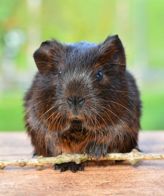 Adorable black guinea pig holding a twig on a wooden surface outdoors. Its cute face and whiskers are prominent, making this image perfect for pet-related content, blogs, and educational materials on guinea pigs. Ideal for promoting pet care products, animal lovers' communities, or children's books involving animals.