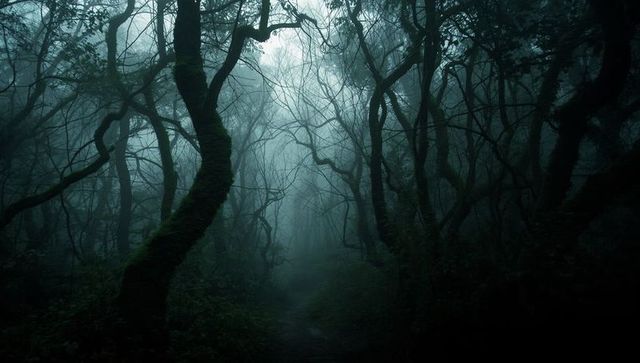 Mossy Winding Path in Mystic Foggy Forest