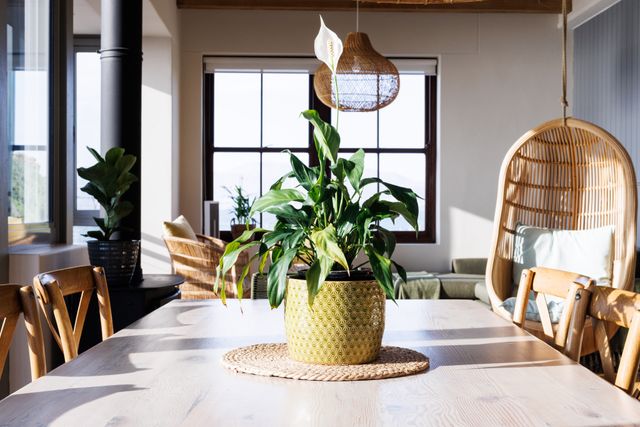 Plant on wooden dining table in sunny kitchen dining room, with hanging basket chair. Interior decoration and domestic life concept.