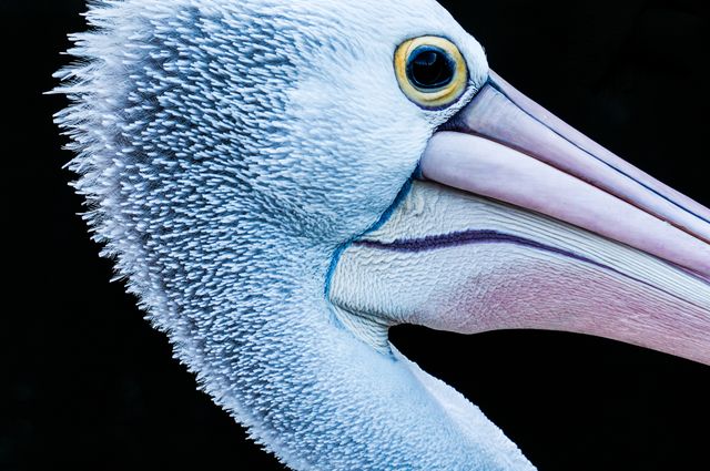 Detailed close-up of a pelican focusing on the feathers, eye, and beak. Useful for educational purposes, avian studies, wildlife magazines, nature articles, ornithology research, and animal photography collections.