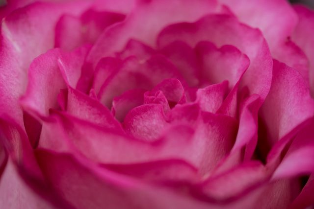 Rose Pink Petal - Download Free Stock Photos Pikwizard.com