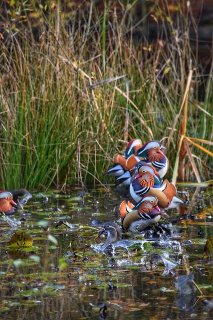 Mandarin ducks are gathered in a pond surrounded by dense greenery, showcasing their vibrant plumage. This scene can be used to illustrate natural wildlife habitats, birdwatching, nature walks, wetland ecosystems, and conservation efforts. Ideal for websites, blogs, articles related to nature, wildlife photography, and environmental protection.