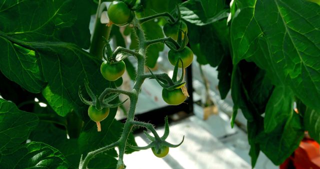 Green tomatoes hang from a vine in a greenhouse, showcasing the early stages of growth. This setting highlights sustainable agricultural practices and the importance of controlled environments for crop cultivation.