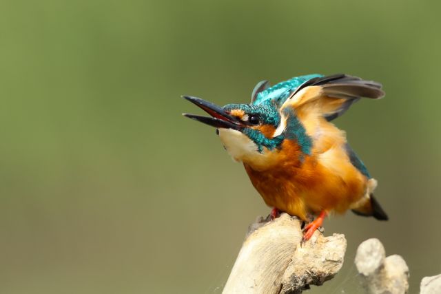 This photo captures a vibrant kingfisher bird perched on a branch, with its beak open as if chirping. The image showcases the bird's colorful plumage and dynamic pose. Ideal for use in nature documentaries, wildlife articles, birdwatching guides, and educational materials about birds and their habitats.