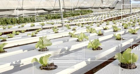 Hydroponic lettuce growth in greenhouse with advanced technology