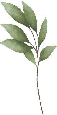 Vector watercolor plant branch with green leaves transparent design
