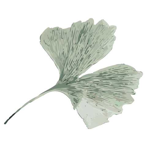 Transparent ginkgo leaf watercolor vector illustration showing fan-lobed botanical veins