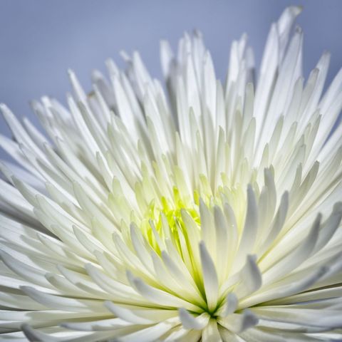 Blooming white chrysanthemum macro showing radiant glowing center and delicate petals