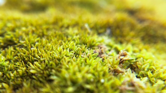 Macro photograph featuring green moss in sharp focus with a softly blurred background. Ideal for use in nature-based projects, environmental presentations, or as a soothing natural background for designs.