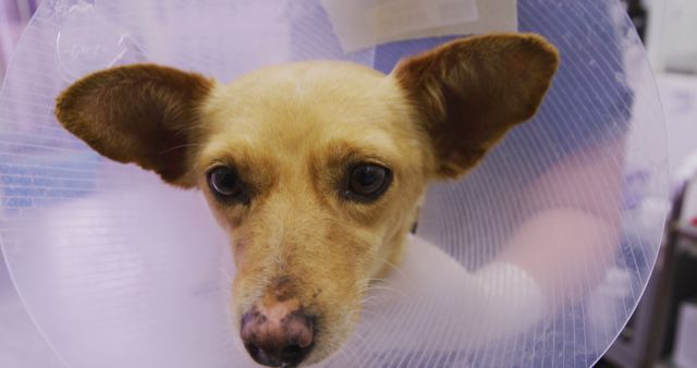 This image shows a small dog wearing a protective cone around its neck, often referred to as a 'cone of shame'. The dog has large, floppy ears and a slightly sad expression, indicating it might be recovering from a medical procedure. This image can be used in veterinary care advertisements, educational materials about pet health and recovery, and articles discussing pet care and treatment.