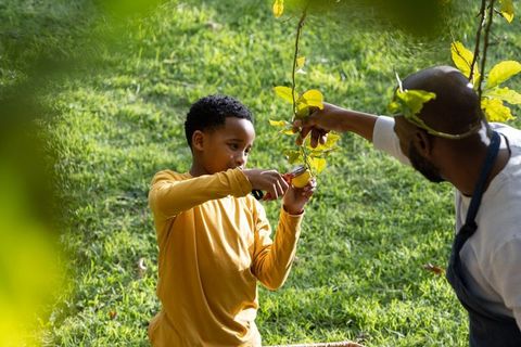 African american father and son picking lemons in backyard harvesting citrus together