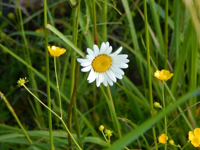 Wild Daisy and Yellow Wildflowers in Green Grass - Download Free Stock Photos Pikwizard.com