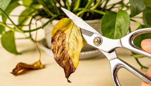 Pruning wilted yellow-brown leaf from pothos with stainless scissors for indoor plant care