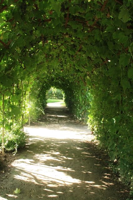 Inviting leafy archway captures the serenity of nature. Ideal for themes about tranquility, nature walks, botanical gardens, and scenic beauty. Perfect for blogs focusing on outdoor escapades, travel, meditation, or peaceful living.