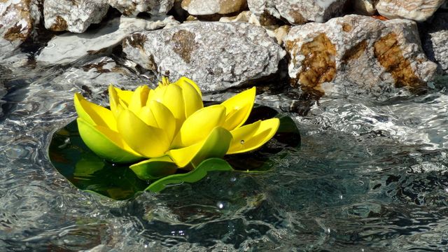 Close-up of Yellow Flower in Water - Download Free Stock Photos Pikwizard.com
