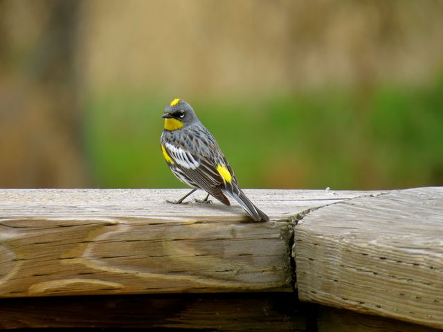 Colorful warbler with distinctive yellow markings, perched on a weathered wooden fence in an outdoor setting. Bright yellow and grey feathers visible against the blurred natural background. Great for use in articles, educational materials on birds, wildlife presentations, or nature photography. Perfect for bird watching enthusiasts or for illustrating wildlife conservation efforts.