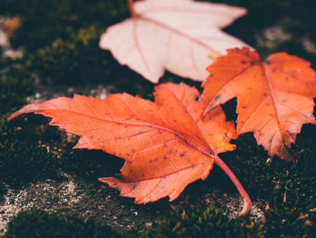 Close-up view of vibrant orange and red autumn leaves resting on a mossy ground. Perfect for seasonal advertisements, nature blogs, educational content on seasonal changes, and backgrounds for fall-themed designs.