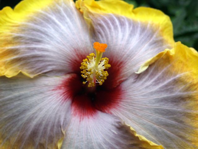 Close-up of Colorful Hibiscus Flower with Detailed Petals - Download Free Stock Photos Pikwizard.com