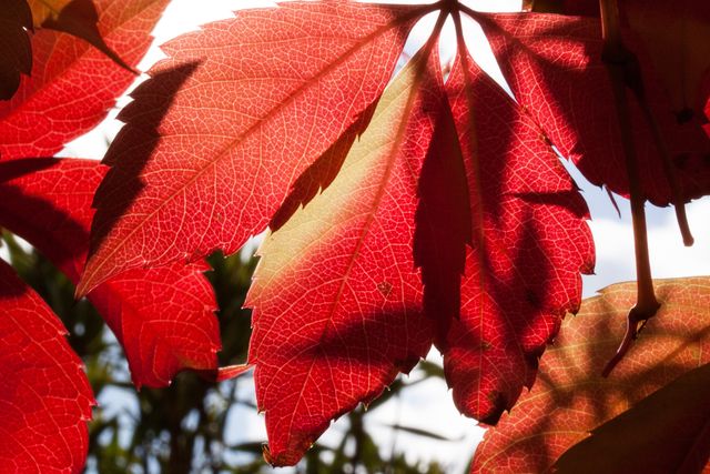 Red maple leaves beautifully captured in sunlight, showcasing the vivid details of the leaf veins. Ideal for use in autumn-themed promotions, nature articles, botanical studies, or any project celebrating the beauty of fall. Suitable for wallpapers, inspirational posters, or background images highlighting seasonal changes.