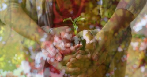 Hands Cupping Seedling Symbolizing Sustainability and Growth