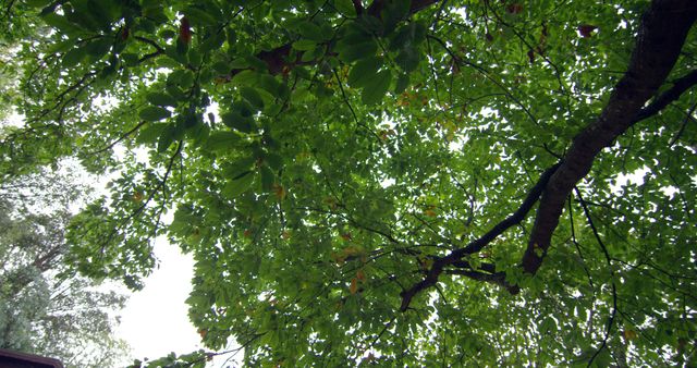 Low angle view of green leaves on a tall tree in a forest - Download Free Stock Photos Pikwizard.com