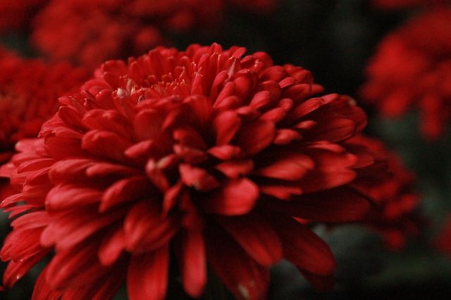 Close-Up of Red Chrysanthemum Blooming in Garden - Download Free Stock Photos Pikwizard.com