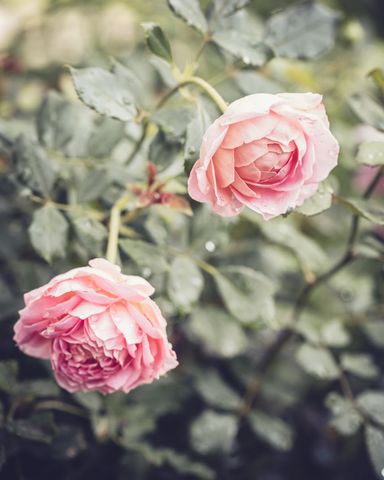 Delicate Pink Roses with Morning Dew