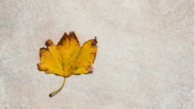 Single, yellow autumn leaf lying on concrete surface. Ideal for autumn themed designs, nature backdrops, environmental campaigns, or minimalist artworks to evoke feelings of simplicity and solitude.