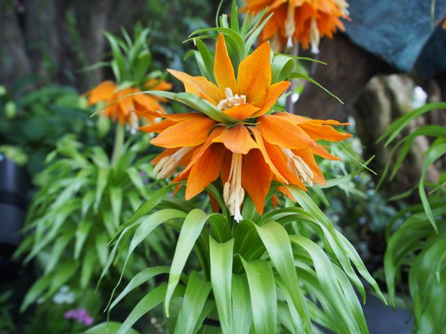 Close-up view of vibrant orange Fritillaria imperialis blooms surrounded by lush green foliage, capturing the beauty of these exotic plants in a garden setting. Ideal for content related to gardening, plant identification, botany, horticulture, and nature enthusiasts.