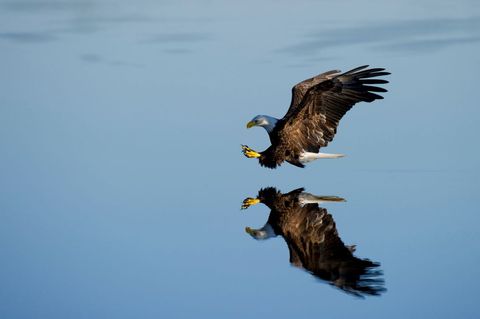 Bald eagle swooping low over glassy water with perfect reflection and outstretched talons