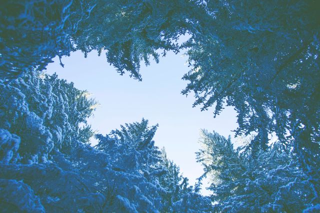Winter Forest Canopy Framing Blue Sky - Download Free Stock Photos Pikwizard.com
