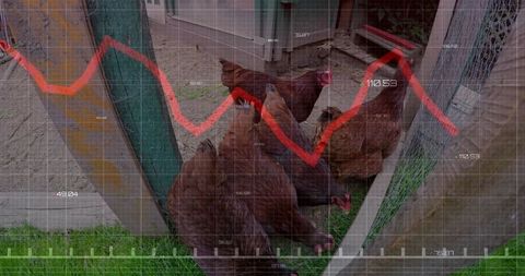 Backyard hens against financial graph overlay, symbolizing agricultural economy