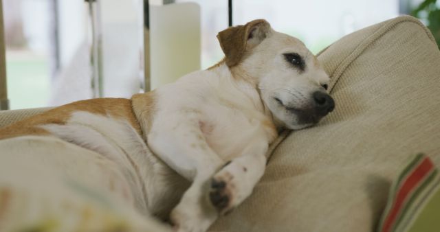 Image of mixed breed dog lying on sofa at home. pets, lifestyle, household and spending time at home.