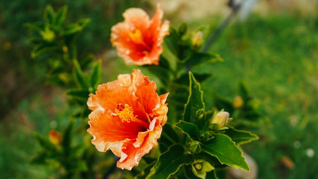 Vibrant orange hibiscus flowers are blooming in an outdoor garden surrounded by lush green leaves. Ideal for use in horticulture articles, gardening blogs, tropical plant guides, or nature-themed projects.