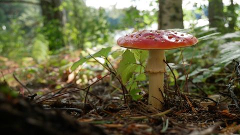 Vibrant red amanita muscaria mushroom in forest