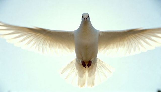 Backlit white dove in flight with translucent feathers, symmetrical wings and fanned tail