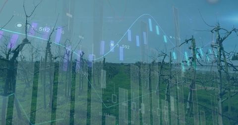 Vineyard with financial analytics overlays