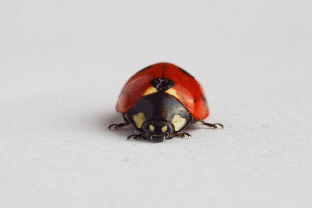 This detailed image captures the vibrant red and black hues of a ladybug, offering a highly focused view of the insect on a clean white background. This photo is ideal for use in educational materials about insects, environmental awareness campaigns, and artistic projects emphasizing simplicity and natural beauty. It could also be integrated into designs for nature-themed publications or used as a visual asset in blogs discussing entomology or wildlife.