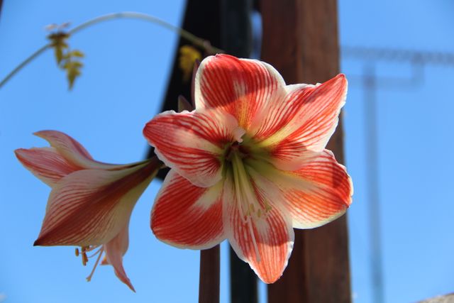 Beautiful close-up of a vibrant red and white amaryllis flower against a clear blue sky. Perfect for nature-themed designs, botanical studies, gardening materials, spring season promotions, and outdoor event flyers. Highlights the intricate details and colors of the flower petals, making it ideal for floral projects or backdrop designs.