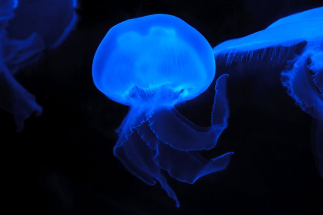 Vivid image of a glowing blue jellyfish gracefully swimming in a dark ocean. Ideal for use in marine biology articles, underwater photography collections, educational materials about marine life, or decorative prints with a focus on the beauty of aquatic creatures.