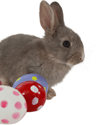 cute bunny among colorful polka dot easter eggs on transparent background - Download Free Stock Videos Pikwizard.com