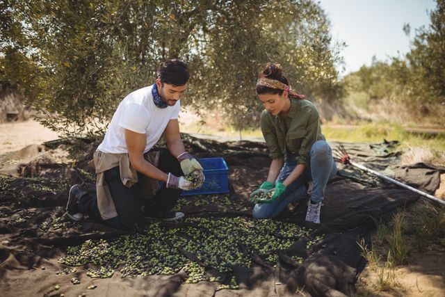 Young couple kneeling on ground, collecting freshly harvested olives from nets under olive trees. Ideal for illustrating sustainable farming practices, teamwork in agriculture, rural lifestyle, and fresh produce harvesting.