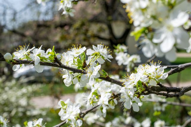 Blooming white blossoms on a branch signifying the arrival of springtime. Ideal for themes related to nature, growth, and new beginnings. Useful for backgrounds, botanical studies, or seasonal greetings.